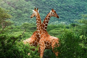 Africa